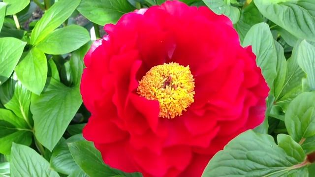 Peony Mackinac Grand - Www.peonyshop.com