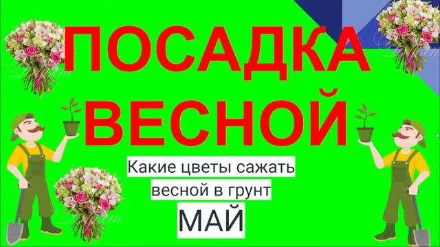 ПОСАДКА ВЕСНОЙ. ЦВЕТЫ В МАЕ