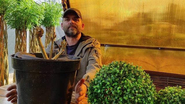 Саженцы сортовой ивы МАЙ 2021/Exotic Tree