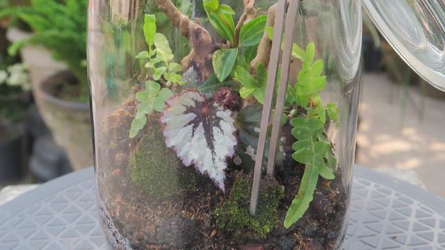 Begonia Terrarium