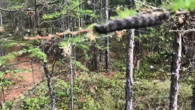 Нашествие гигантских насекомых в Якутии / Сузуки Десперадо / Suzuki Desperado VZ800