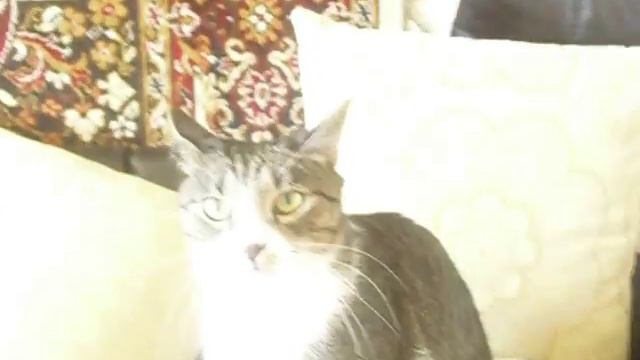 Максимус Кроун-приколюха про кота