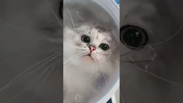 КОТ ИХТИАНДР