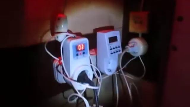 Зимовка пчел в сарае