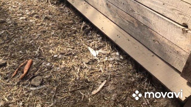 К нам приехал ревизор😄😄😄