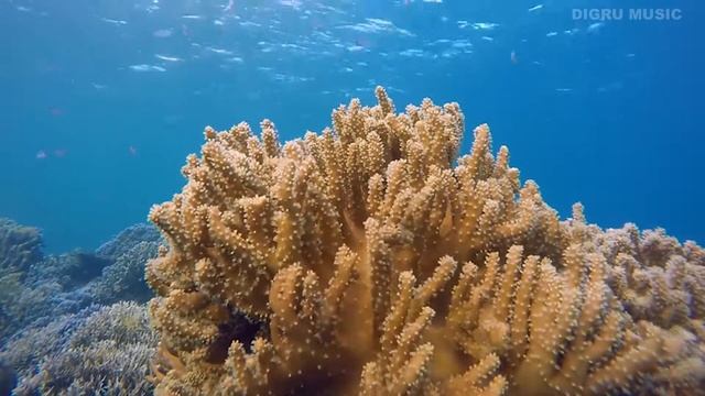 Полный RELAX музыка для сна | Природа 4К