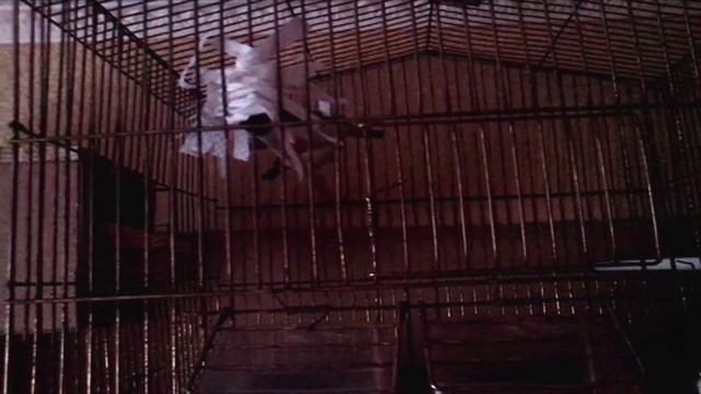 Зебровые амадины строят гнездо