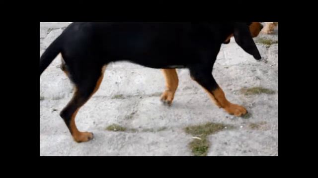 ProTier E.V. - Rodolfo