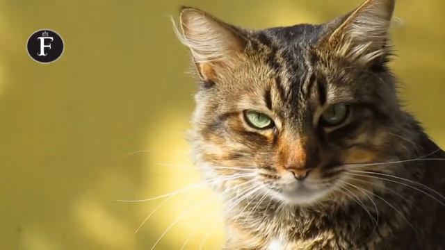 C97dee9a8aee6bbf5b6d10baa0346010