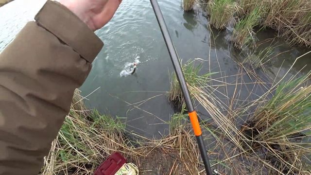 судаки под ногами! самая уловистая снасть на судака. рыбалка на спиннинг. маныч.