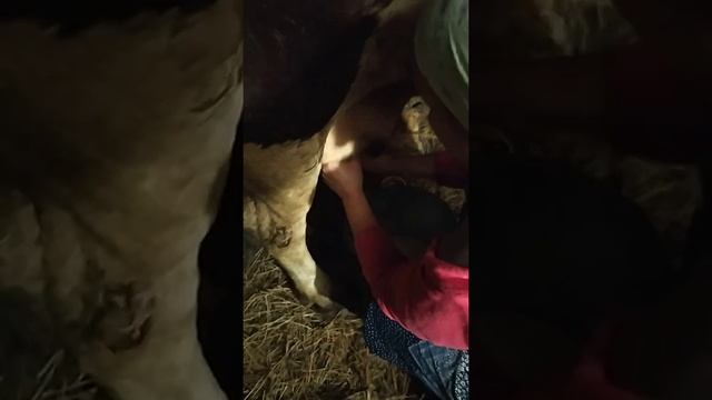 Как научиться доить корову