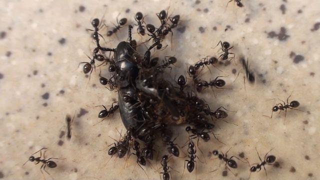 муравьи Крита