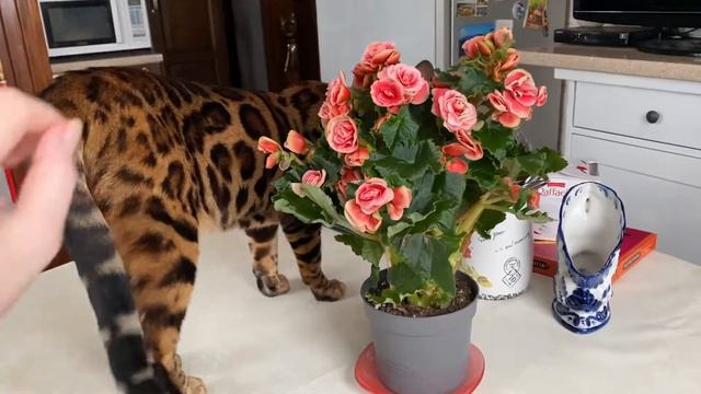 Кошка бенгал нюхает цветы