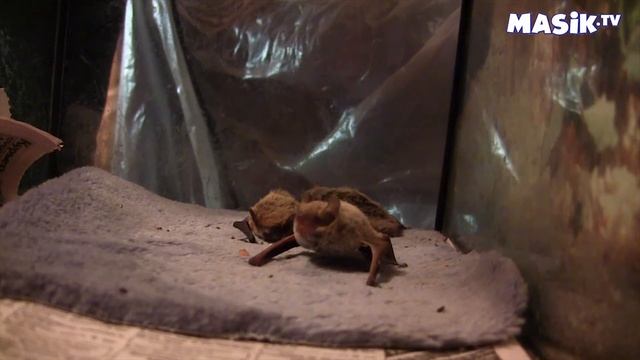 кормление летучих мышей