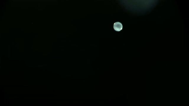 Актинії  хижі квіти океану