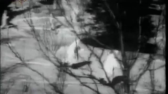 Пистолеты пулеметы ППД, ППШ Сравнительный анализ Оружие ХХ века