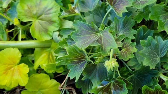 Best Of Geraniums Unique Types And How To Take Care