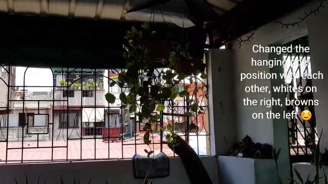 Pothos: Water Propagation From Cuttings 💚