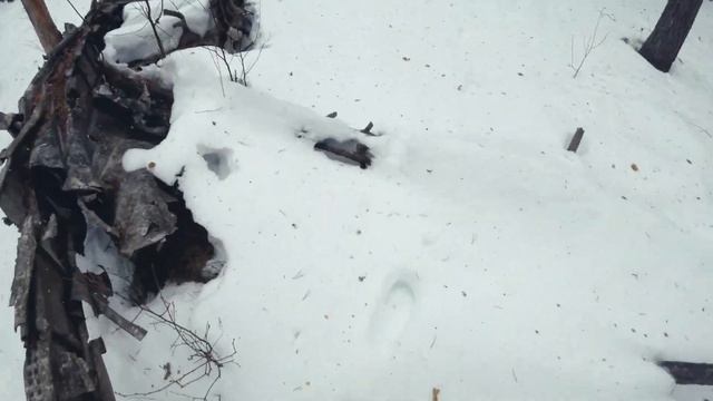 VLOG. 19 | BSE Z5. WSR 250. Honda XLR 250 Baja - Самолёт в болоте