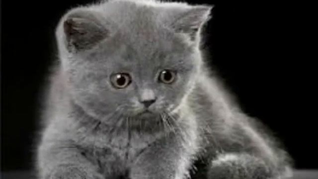 красивые котята