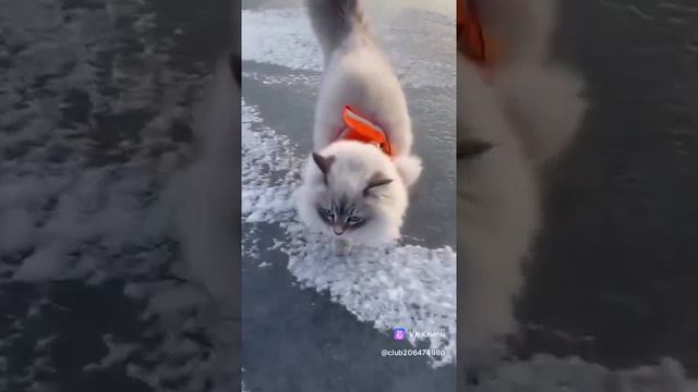 Ca56871af7a93e615ac820a91bd91abb