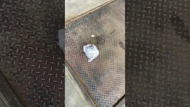 ТНВД для мотора Mercedes Benz ML W164 Om642 едет в Сургут