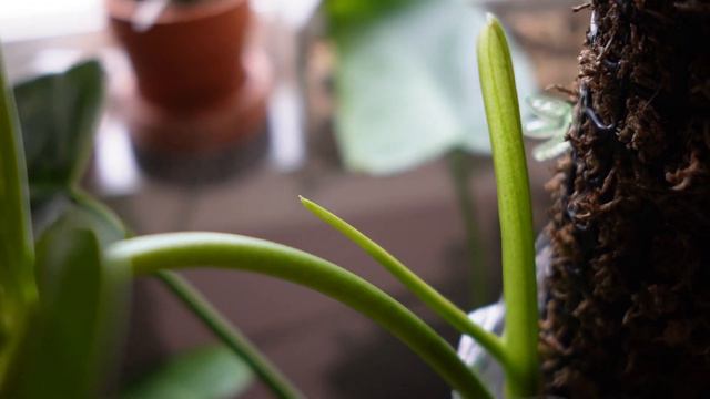 Winter Growth Update!