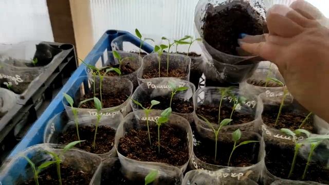 Обзор рассады гномов в возрасте 2 недель.