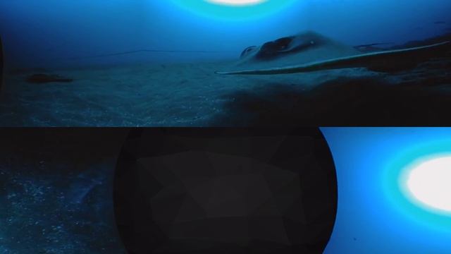 Stingray - 360fly