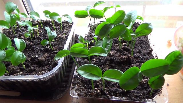 Лишняя рассада. Что с ней делать?