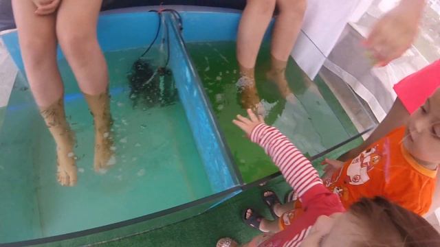 Рыбки Garra Rufa едят людей в Крыму