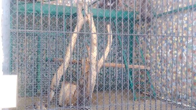 Веселые обезьянки