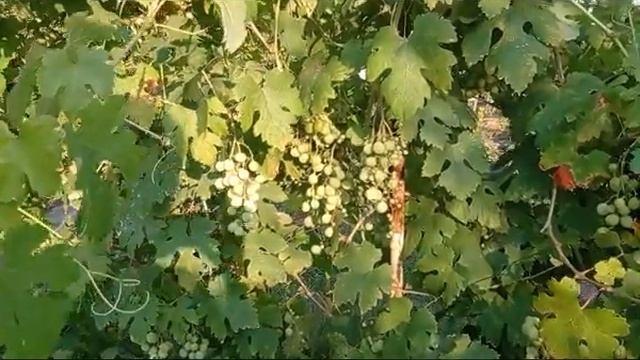 1317e1a21e68a53fe7ce74bd3d2018a4