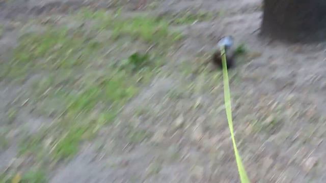 Сёма и Кабачок гуляют с Настей и Катей