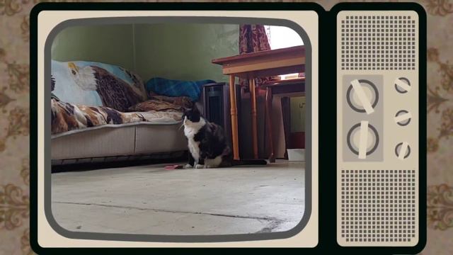 Oct27/22 Me & Callie2 At House Built In 1804 Tried Organic Tea Rich Got 4 Me #teathursday #calicoca