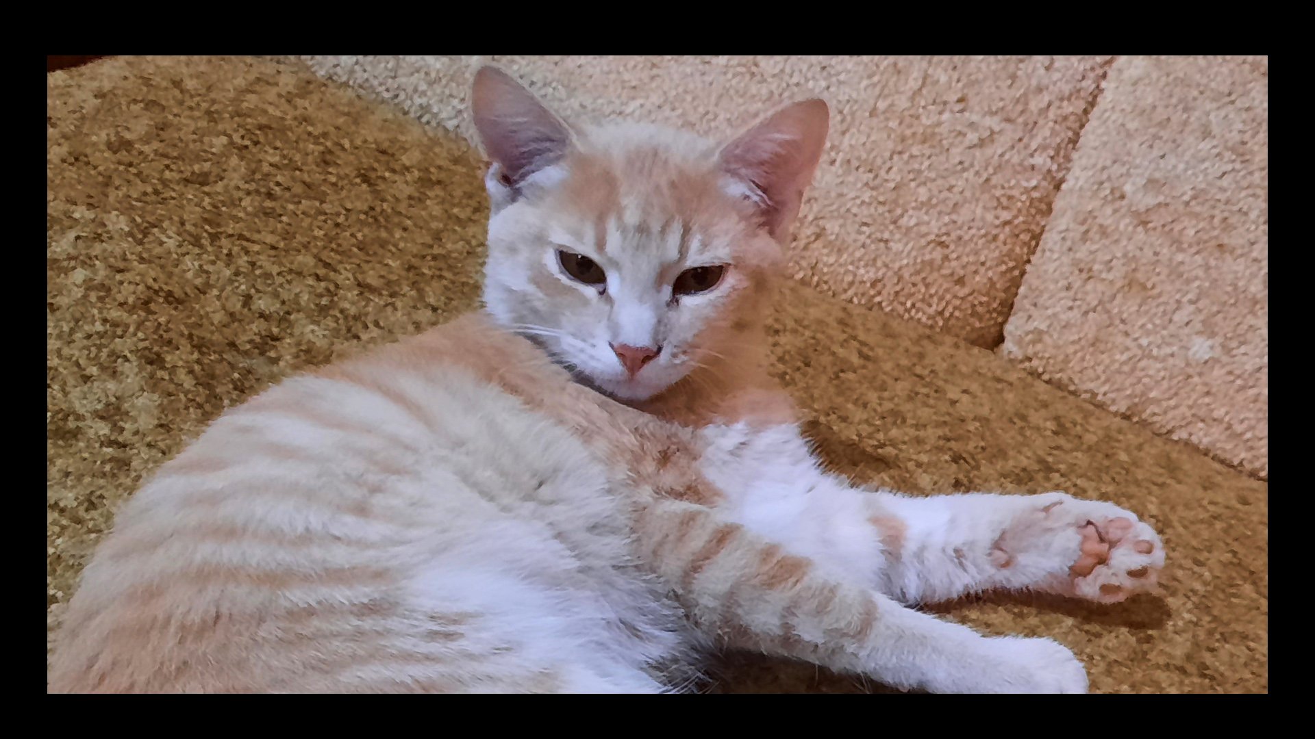 39e41d2a5b411ab8b43448ed7ef327dd