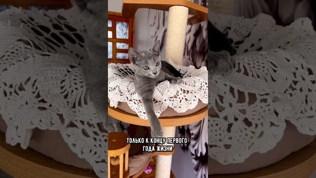 5 фактов о котятах, которые могут тебя удивить #коты #кот #кошка