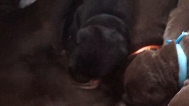 лабрадор-ретривер щенки...молоко дают!!!