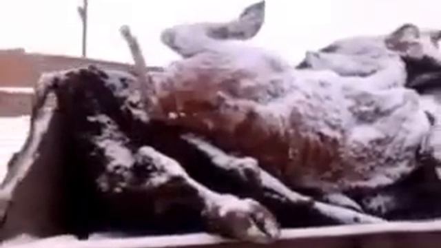 Вывоз дохлого скота. Колхоз 