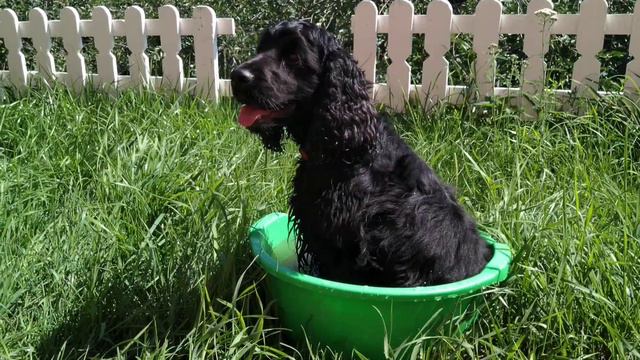 20190715 Ника в тазике