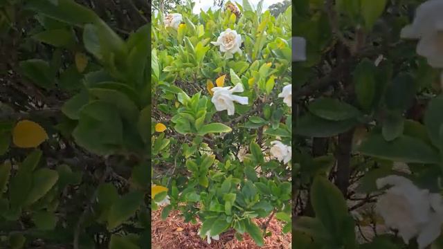 Gardenia