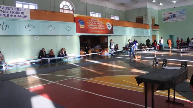 Монопородная выставка гриффонов 14.03.2020 (открытый/кобели/брюссельцы)