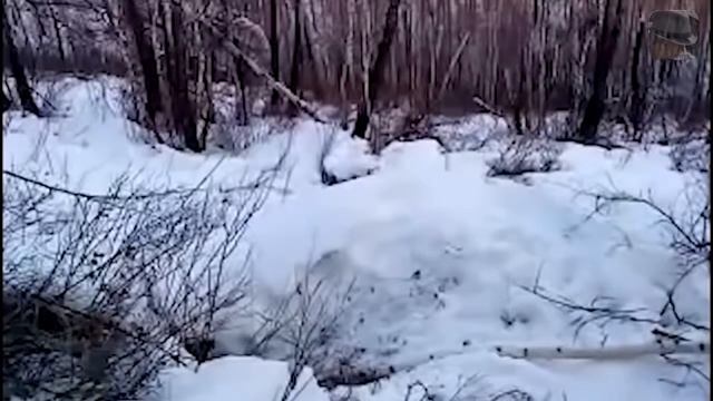 Жизнь в Шутках