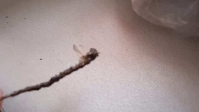 Черенки розы и розмарина дали корни. 🌿