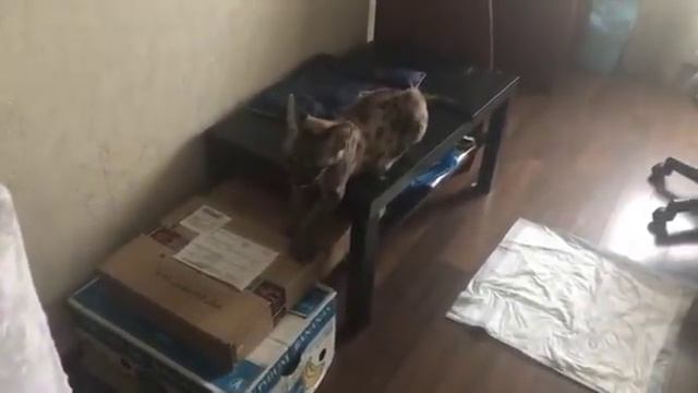 Стрим в инстаграме от 10 октября 2017, утро