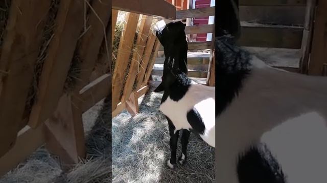 продажа козочки гулаби