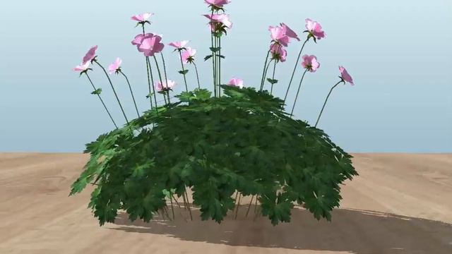 3D Vectorworks Model Of A Pale Rose Geranium