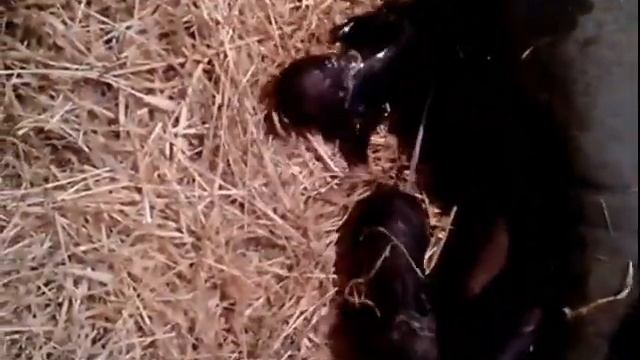 Роды вьетнамской свиньи. Как это происходит.