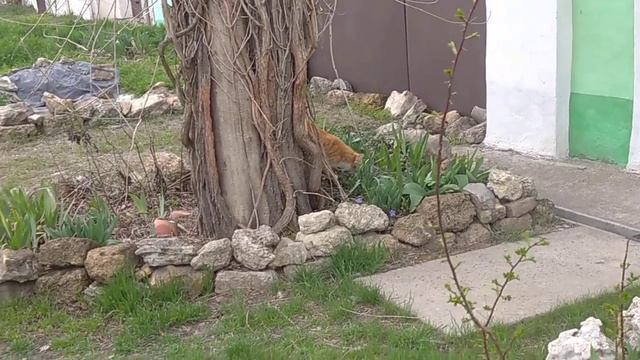 А вчера вот ещё что приключилось. Приключение Рыжика в зарослях лианы.