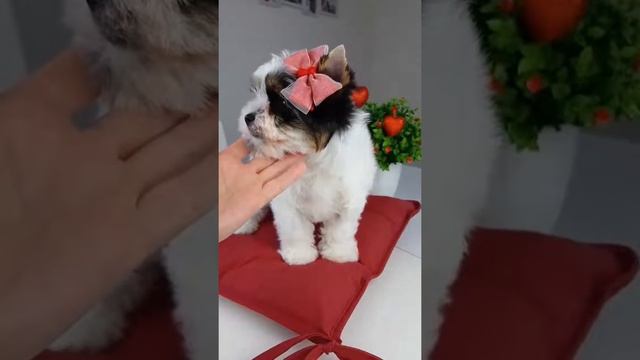 Собаки породы Бивер, питомник Снежное Королевство, щенки, Йорки